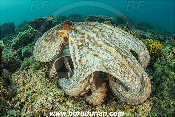 Piran, Slovenia, Adriatic sea, Mediterranean sea, Octopus vulgaris, Octopus, Octopodidae, Common octopus, Cephalopoda, Mollusca, Mollusc, Reef