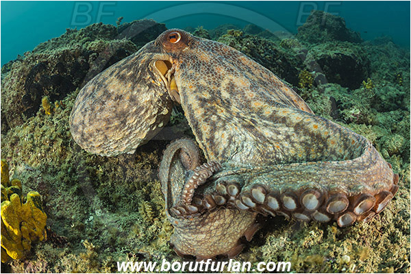 Piran, Slovenia, Adriatic sea, Mediterranean sea, Octopus vulgaris, Octopus, Octopodidae, Common octopus, Cephalopoda, Mollusca, Mollusc, Reef