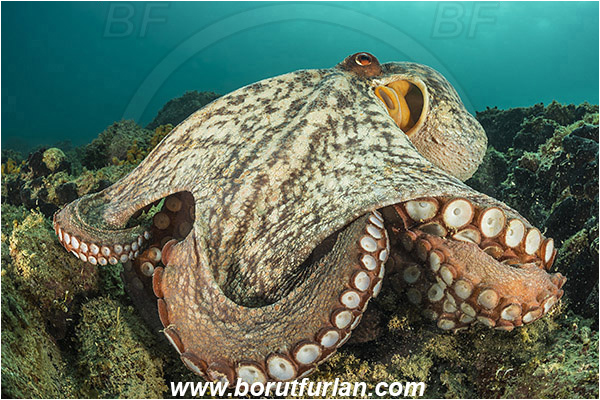 Piran, Slovenia, Adriatic sea, Mediterranean sea, Octopus vulgaris, Octopus, Octopodidae, Common octopus, Cephalopoda, Mollusca, Mollusc, Reef