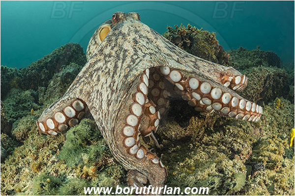 Piran, Slovenia, Adriatic sea, Mediterranean sea, Octopus vulgaris, Octopus, Octopodidae, Common octopus, Cephalopoda, Mollusca, Mollusc, Reef