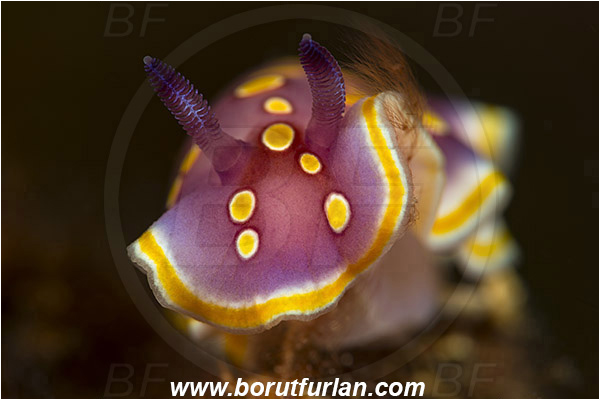 Island Korcula, Croatia, Adriatic sea, Mediterranean sea, Felimida luteorosea, Felimida, Chromodorididae, Yellow-spotted doris, Nudibranch, Sea slug, Gastropoda, Mollusca, Portrait