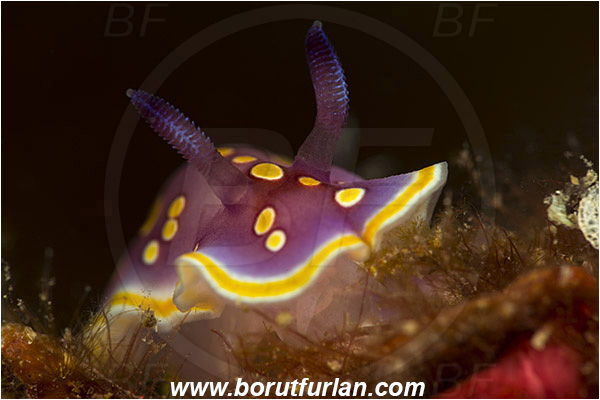 Island Korcula, Croatia, Adriatic sea, Mediterranean sea, Felimida luteorosea, Felimida, Chromodorididae, Yellow-spotted doris, Nudibranch, Sea slug, Gastropoda, Mollusca, Portrait