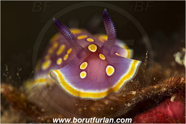 Island Korcula, Croatia, Adriatic sea, Mediterranean sea, Felimida luteorosea, Felimida, Chromodorididae, Yellow-spotted doris, Nudibranch, Sea slug, Gastropoda, Mollusca, Portrait