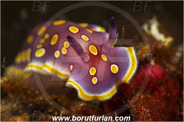 Island Korcula, Croatia, Adriatic sea, Mediterranean sea, Felimida luteorosea, Felimida, Chromodorididae, Yellow-spotted doris, Nudibranch, Sea slug, Gastropoda, Mollusca