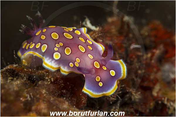 Island Korcula, Croatia, Adriatic sea, Mediterranean sea, Felimida luteorosea, Felimida, Chromodorididae, Yellow-spotted doris, Nudibranch, Sea slug, Gastropoda, Mollusca