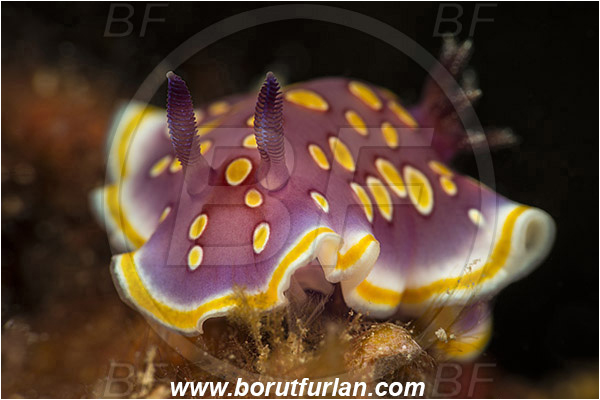 Island Korcula, Croatia, Adriatic sea, Mediterranean sea, Felimida luteorosea, Felimida, Chromodorididae, Yellow-spotted doris, Nudibranch, Sea slug, Gastropoda, Mollusca