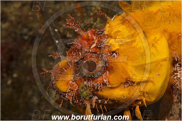 Island Korcula, Croatia, Adriatic sea, Mediterranean sea, Scorpaena porcus, Scorpaena, Scorpaenidae, Brown scorpionfish, Scorpionfish, Fish, Portrait, Yellow variant