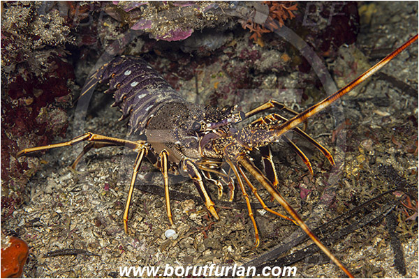 Island Korcula, Croatia, Adriatic sea, Mediterranean sea, Palinurus elephas, Palinurus, Palinuridae, Decapoda, European spiny lobster, Spiny lobster, Lobster, Crustacea, Crustacean
