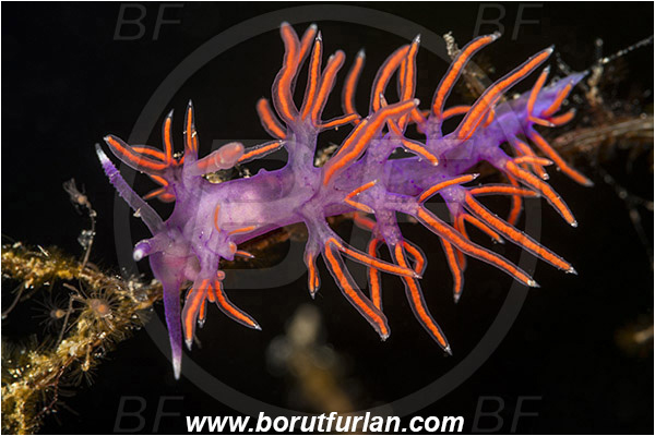 Island Korcula, Croatia, Adriatic sea, Mediterranean sea, Edmundsella pedata, Edmundsella, Flabellinidae, Violet Flabellina, Nudibranch, Sea slug, Gastropoda, Mollusca