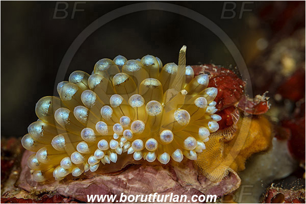 Island Korcula, Croatia, Adriatic sea, Mediterranean sea, Antiopella cristata, Antiopella, Janolidae, Crested aeolis, Nudibranch, Sea slug, Gastropoda, Mollusca