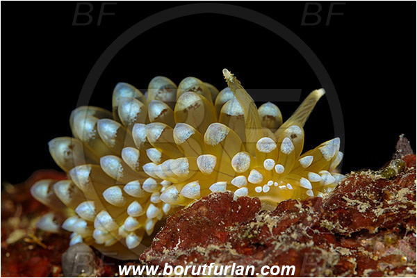 Island Korcula, Croatia, Adriatic sea, Mediterranean sea, Antiopella cristata, Antiopella, Janolidae, Crested aeolis, Nudibranch, Sea slug, Gastropoda, Mollusca