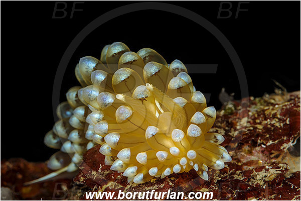 Island Korcula, Croatia, Adriatic sea, Mediterranean sea, Antiopella cristata, Antiopella, Janolidae, Crested aeolis, Nudibranch, Sea slug, Gastropoda, Mollusca