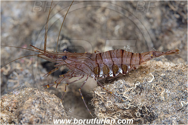 Island Korcula, Croatia, Adriatic sea, Mediterranean sea, Palaemon serratus, Palaemon, Palaemonidae, Decapoda, Common prawn, Shrimp, Crustacea, Crustacean