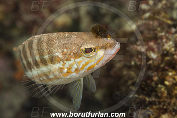 Island Korcula, Croatia, Adriatic sea, Mediterranean sea, Serranus cabrilla, Serranus, Serranidae, Comber, Fish, Fish hook in the head