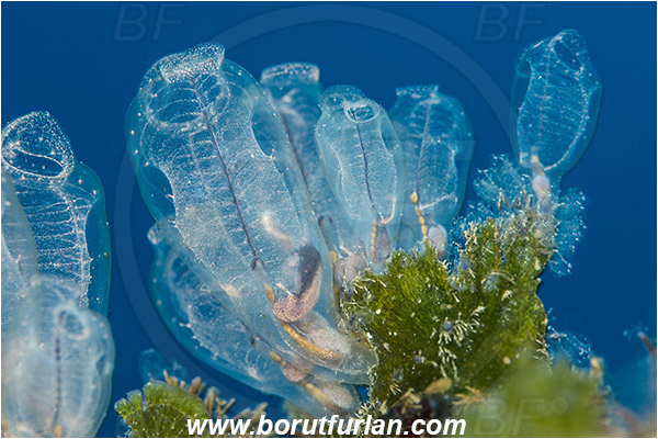 Island Korcula, Croatia, Adriatic sea, Mediterranean sea, Clavelina dellavallei, Clavelina, Clavelinidae, Light-bulb Sea Squirt, Sea squirt, Ascidiacea, Tunicata, Tunicate