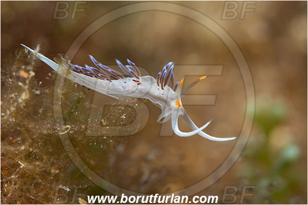 Island Korcula, Croatia, Adriatic sea, Mediterranean sea, Cratena peregrina, Cratena, Facelinidae, Tricolor nudibranch, Nudibranch, Sea slug, Gastropoda, Mollusca
