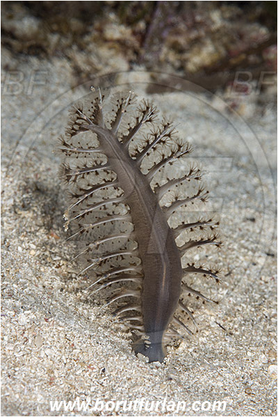 Island Korcula, Croatia, Adriatic sea, Mediterranean sea, Pteroeides griseum, Pteroeides, Pennatulidae, Grey sea feather, Soft coral, Coral, Cnidaria, Cnidarian