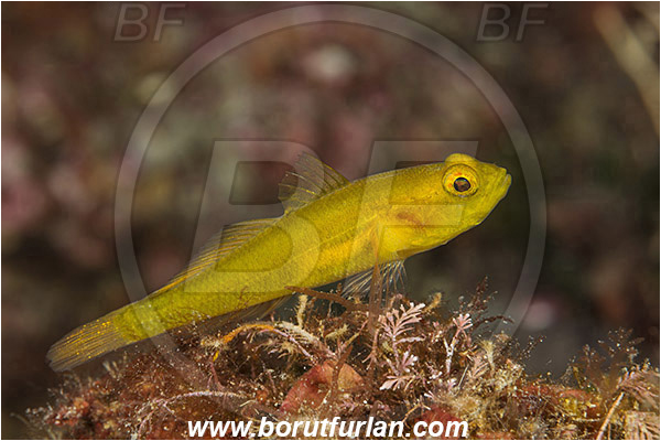 Island Korcula, Croatia, Adriatic sea, Mediterranean sea, Gobius auratus, Gobius, Gobiidae, Golden goby, Goby, Fish