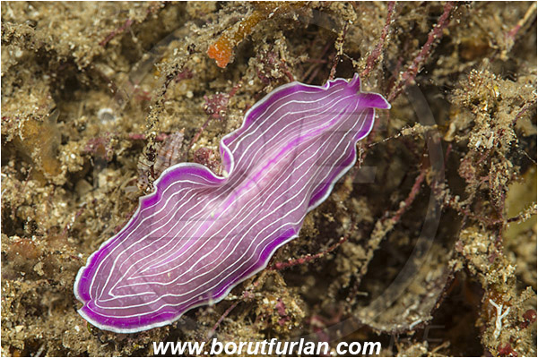 Island Korcula, Croatia, Adriatic sea, Mediterranean sea, Prostheceraeus roseus, Prostheceraeus, Euryleptidae, Pink flatworm, Flatworm, Platyhelminthes