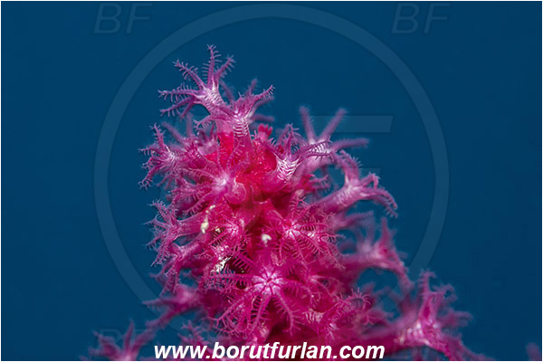 Island Korcula, Croatia, Adriatic sea, Mediterranean sea, Paramuricea clavata, Paramuricea, Plexauridae, Mediterranean gorgonian, Red gorgonian, Sea fan, Coral, Cnidaria, Cnidarian, Abstract