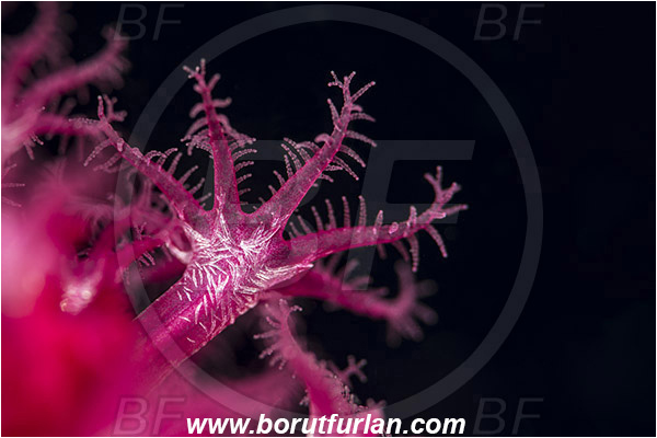 Island Korcula, Croatia, Adriatic sea, Mediterranean sea, Paramuricea clavata, Paramuricea, Plexauridae, Mediterranean gorgonian, Red gorgonian, Sea fan, Coral, Cnidaria, Cnidarian, Abstract