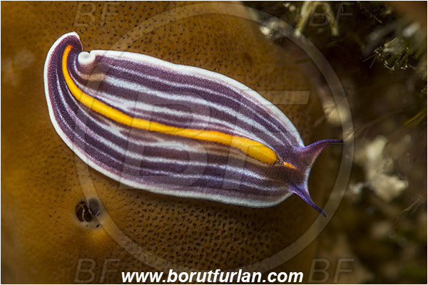 Island Korcula, Croatia, Adriatic sea, Mediterranean sea, Prostheceraeus giesbrechtii, Prostheceraeus, Euryleptidae, Striped flatworm, Flatworm, Platyhelminthes