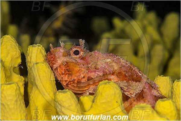 Island Korcula, Croatia, Adriatic sea, Mediterranean sea, Scorpaena scrofa, Scorpaena, Scorpaenidae, Great red scorpionfish, Scorpionfish, Fish, Portrait