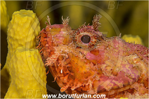 Island Korcula, Croatia, Adriatic sea, Mediterranean sea, Scorpaena scrofa, Scorpaena, Scorpaenidae, Great red scorpionfish, Scorpionfish, Fish, Portrait