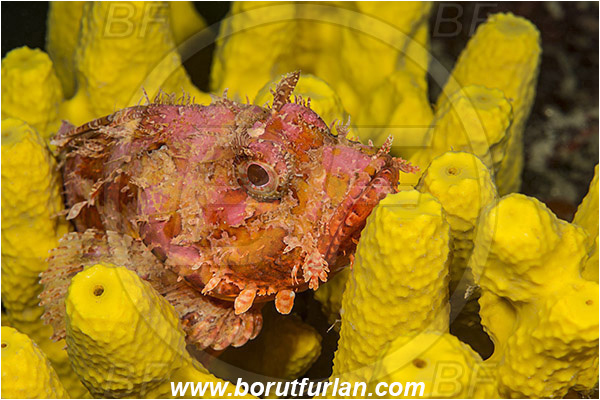Island Korcula, Croatia, Adriatic sea, Mediterranean sea, Scorpaena scrofa, Scorpaena, Scorpaenidae, Great red scorpionfish, Scorpionfish, Fish, Portrait