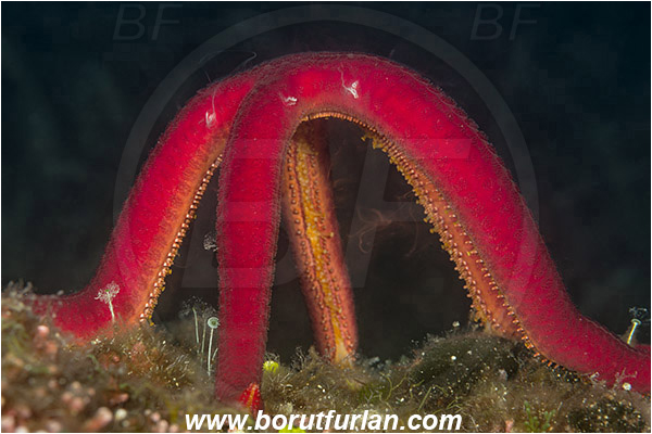 Island Korcula, Croatia, Adriatic sea, Mediterranean sea, Ophidiaster ophidianus, Ophidiaster, Ophidiasteridae, Purple starfish, Strafish, Asteroidea, Echinodermata, Echinoderm, Seed release