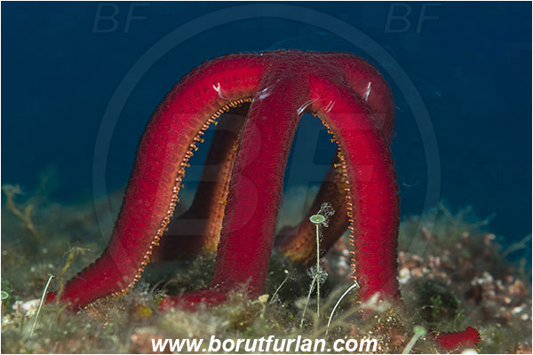 Island Korcula, Croatia, Adriatic sea, Mediterranean sea, Ophidiaster ophidianus, Ophidiaster, Ophidiasteridae, Purple starfish, Strafish, Asteroidea, Echinodermata, Echinoderm, Seed release