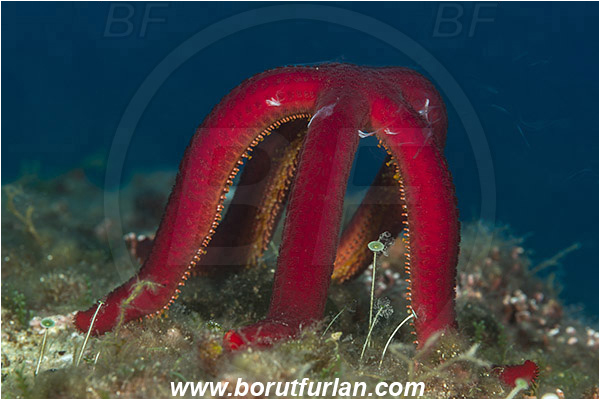 Island Korcula, Croatia, Adriatic sea, Mediterranean sea, Ophidiaster ophidianus, Ophidiaster, Ophidiasteridae, Purple starfish, Strafish, Asteroidea, Echinodermata, Echinoderm, Seed release