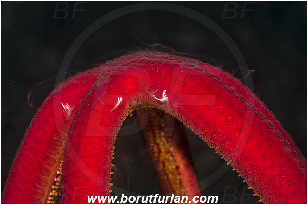 Island Korcula, Croatia, Adriatic sea, Mediterranean sea, Ophidiaster ophidianus, Ophidiaster, Ophidiasteridae, Purple starfish, Strafish, Asteroidea, Echinodermata, Echinoderm, Seed release, Abstract