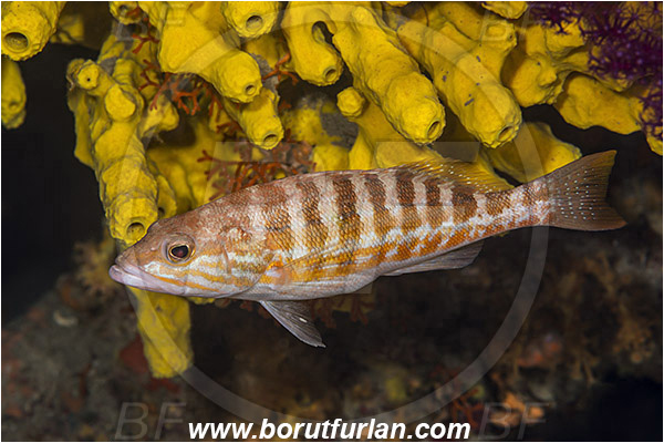 Island Korcula, Croatia, Adriatic sea, Mediterranean sea, Serranus cabrilla, Serranus, Serranidae, Comber, Fish