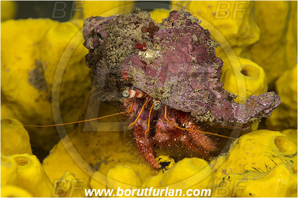 Island Korcula, Croatia, Adriatic sea, Mediterranean sea, Dardanus calidus, Dardanus, Diogenidae, Crustacea, Crustacean, Red hermit crab, Hermit crab, Crab