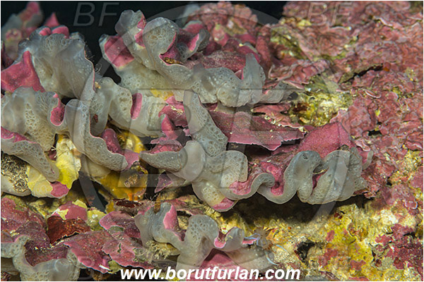 Island Korcula, Croatia, Adriatic sea, Mediterranean sea, Diplosoma spongiforme, Diplosoma, Didemnidae, Colony of tunicates, Gray encrusting tunicate, Sea squirt, Ascidiacea, Tunicata, Tunicate