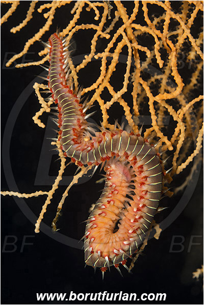 Island Korcula, Croatia, Adriatic sea, Mediterranean sea, Hermodice carunculata, Hermodice, Amphinomidae, Bearded fireworm, Fireworm, Worm, Polychaeta