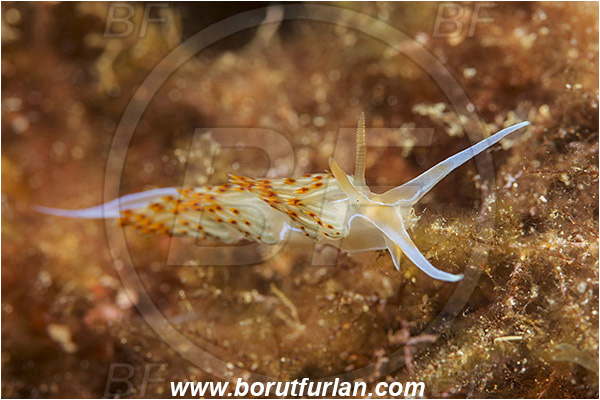 Island Korcula, Croatia, Adriatic sea, Mediterranean sea, Dondice banyulensis, Dondice, Myrrhinidae, Orange sea slug, Nudibranch, Sea slug, Gastropoda, Mollusca, Mollusc
