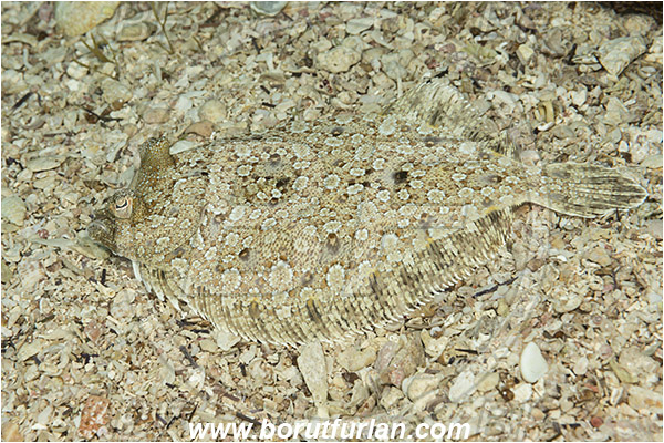 Island Korcula, Croatia, Adriatic sea, Mediterranean sea, Arnoglossus thori, Arnoglossus, Bothidae, Thor