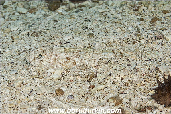 Island Korcula, Croatia, Adriatic sea, Mediterranean sea, Synodus saurus, Synodus, Synodontidae, Atlantic lizardfish, Lizardfish, Fish, Buried in the sand