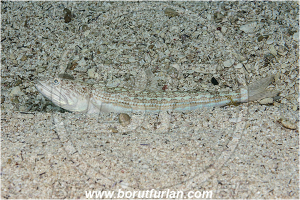Island Korcula, Croatia, Adriatic sea, Mediterranean sea, Synodus saurus, Synodus, Synodontidae, Atlantic lizardfish, Lizardfish, Fish