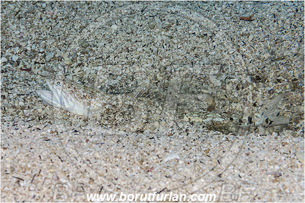 Island Korcula, Croatia, Adriatic sea, Mediterranean sea, Synodus saurus, Synodus, Synodontidae, Atlantic lizardfish, Lizardfish, Fish, Burying in the sand