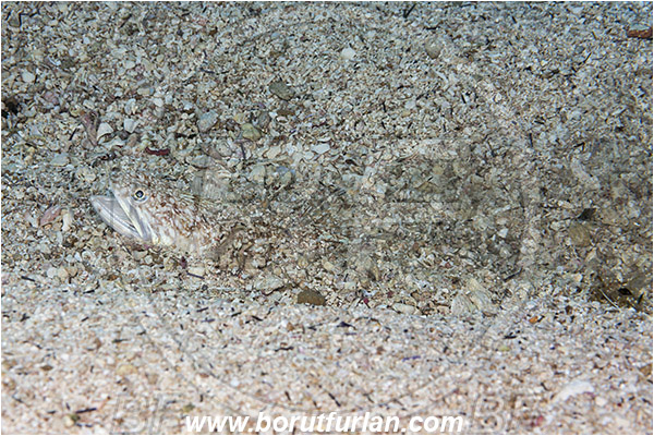 Island Korcula, Croatia, Adriatic sea, Mediterranean sea, Synodus saurus, Synodus, Synodontidae, Atlantic lizardfish, Lizardfish, Fish, Burying in the sand, Portrait