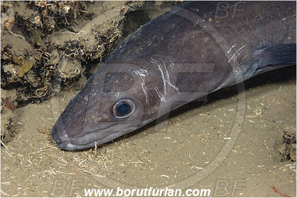 Island Korcula, Croatia, Adriatic sea, Mediterranean sea, Conger conger, Conger, Congridae, European conger, Fish, Portrait