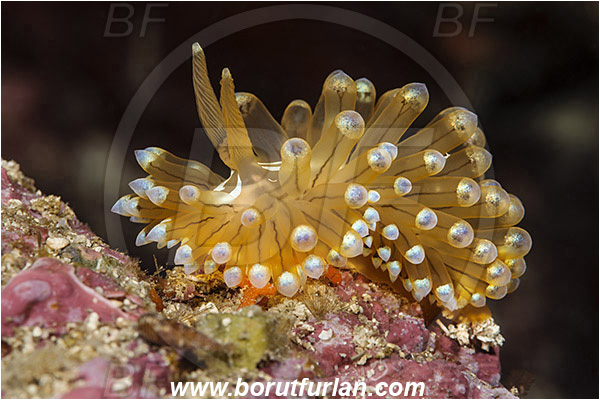 Island Korcula, Croatia, Adriatic sea, Mediterranean sea, Antiopella cristata, Antiopella, Janolidae, Crested aeolis, Nudibranch, Sea slug, Gastropoda, Mollusca