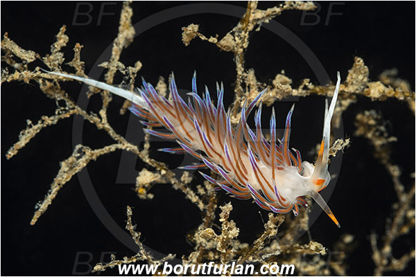 Island Korcula, Croatia, Adriatic sea, Mediterranean sea, Cratena peregrina, Cratena, Facelinidae, Tricolor nudibranch, Nudibranch, Sea slug, Gastropoda, Mollusca