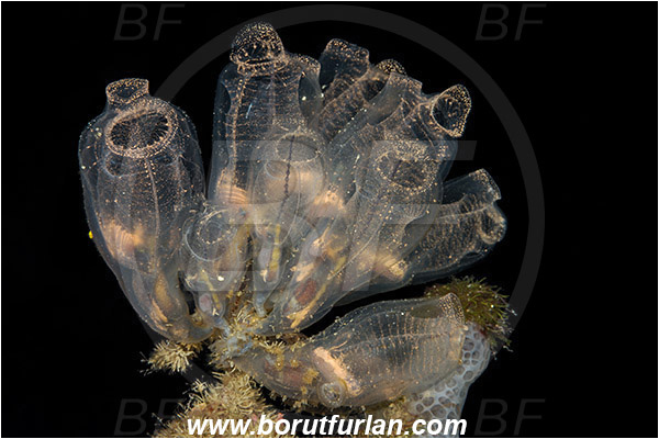 Island Korcula, Croatia, Adriatic sea, Mediterranean sea, Clavelina dellavallei, Clavelina, Clavelinidae, Light-bulb Sea Squirt, Sea squirt, Ascidiacea, Tunicata, Tunicate
