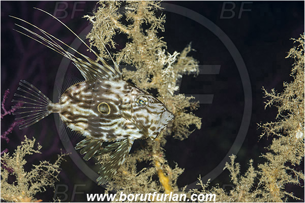 Island Korcula, Croatia, Adriatic sea, Mediterranean sea, Zeus faber, Zeus, Zeidae, John Dory, St Pierre, Peter