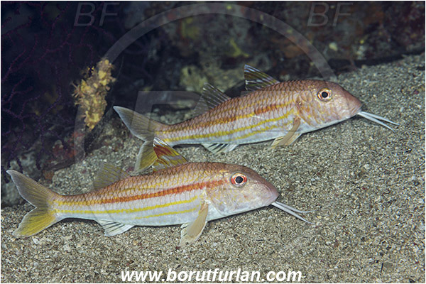 Island Korcula, Croatia, Adriatic sea, Mediterranean sea, Mullus surmuletus, Mullus, Mullidae, Striped red mullet, Mullet, Goatfish, Fish