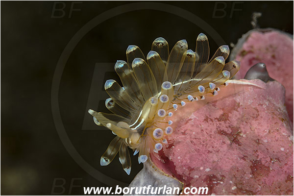 Island Korcula, Croatia, Adriatic sea, Mediterranean sea, Antiopella cristata, Antiopella, Janolidae, Crested aeolis, Nudibranch, Sea slug, Gastropoda, Mollusca